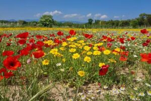 Abitare Empordà Immobiliària