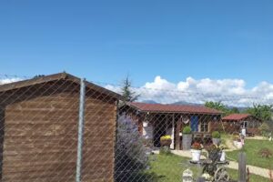 Adiestramiento de perros