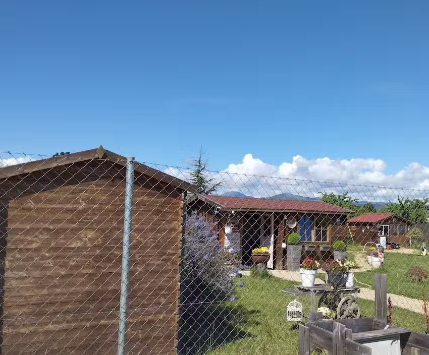 Adiestramiento de perros