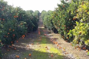 Agr&iacute;cola la Colina