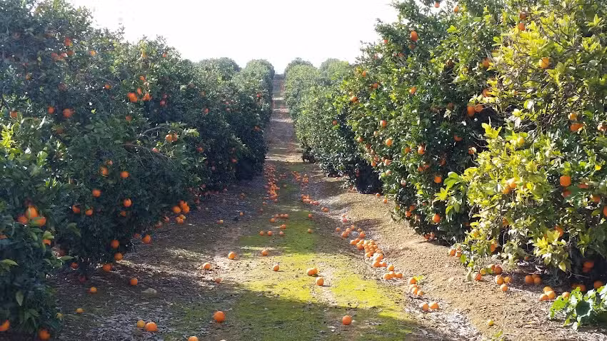 Agr&iacute;cola la Colina