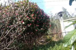 Albergue &laquo;Os Pinos&raquo;