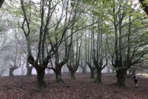 Albertia&rsquo;ko Kobazuloa