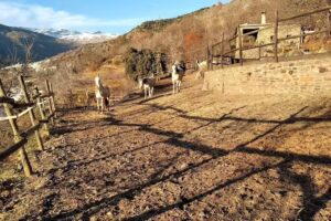 Alojamiento Rural Casa Margarita