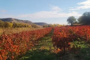 Alojamiento T&oacute;rtoles de Esgueva