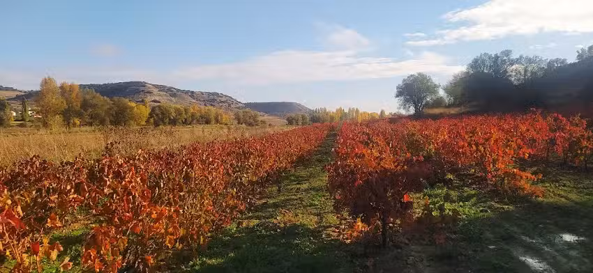Alojamiento T&oacute;rtoles de Esgueva