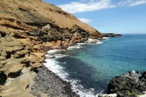 Amarilla&rsquo;s Turtle