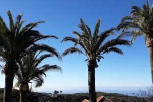 Amparo restaurante Las Hayas