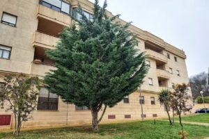APARTAMENTO CENTRO JARDINES TEMPUL