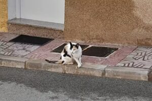 Apartamentos Barlovento