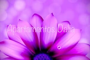 Apartamentos Dalia