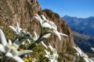 Apartamentos La Borda de Marco