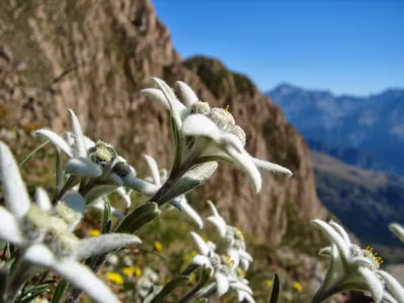 Apartamentos La Borda de Marco