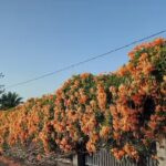 Apartamentos Las Palmeras