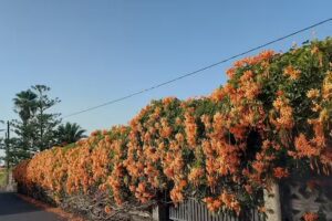 Apartamentos Las Palmeras