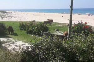 Apartamentos R&iacute;os Bolonia