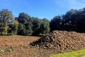 Apartamentos Rurales El Rinc&oacute;n De Baroja