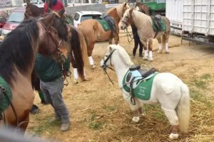 Apartaments Dirsa Parc Guell