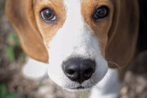 Argos Orihuela Centro Canino