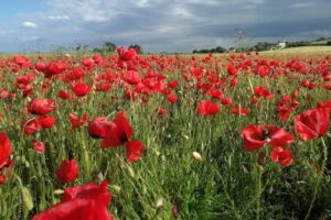 Baix d&rsquo;es Pujol