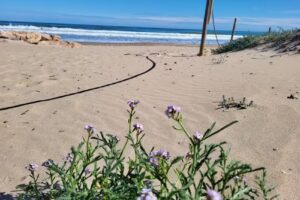 Barsito Daim&uacute;s appartement