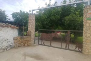 Caba&ntilde;as Arguellite