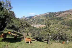 Casa de Aldea Palacio de Ardaliz