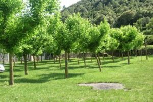Casa de Colonias &ndash; Sant Mart&iacute; de Ll&eacute;mena