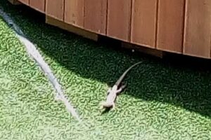 Casa del Pescador vivenda vacacional