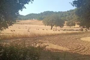 Casa Higuera de la Llerena