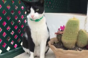 Casa Marino Formentera -Roma