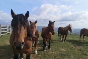 Casa Rural Arrese II
