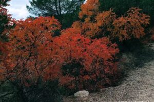 Casa Rural Del Valle Del Arles