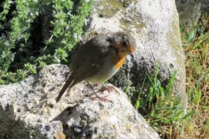 Casa Rural El Trillo de Pe&ntilde;arrubias