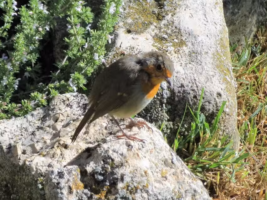 Casa Rural El Trillo de Pe&ntilde;arrubias