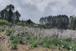 Casa Rural La Podona