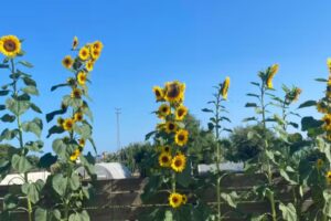 Casas rurales Los Limas