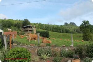 Caser&iacute;o Viduedo