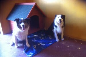 Centro Canino- Residencia Canina &ldquo; El Cid del Orbigo&rdquo;