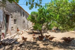 Chez Amandine | Santuario para Animales de Granja
