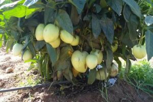 Chiclana Mobile House &ndash; Piscina , Wi-Fi, Relax