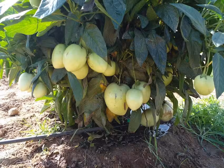 Chiclana Mobile House &ndash; Piscina , Wi-Fi, Relax