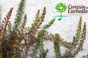 Coraz&oacute;n de Carballo