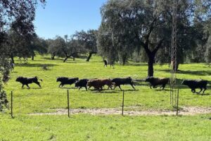 Dolores Aguirre &ndash; Dehesa Fr&iacute;as S.L.