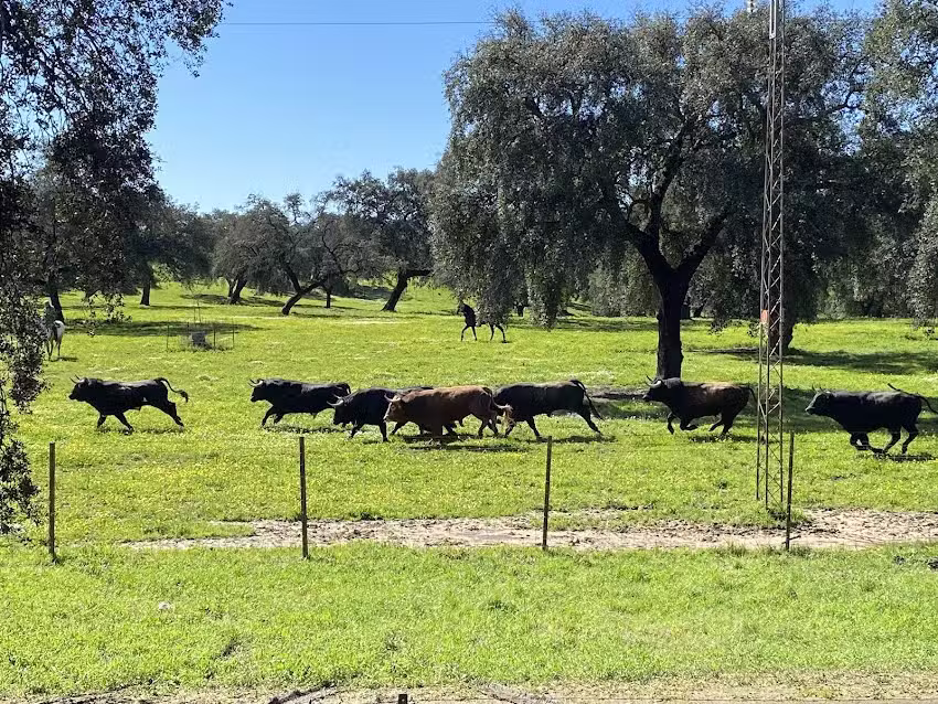 Dolores Aguirre &ndash; Dehesa Fr&iacute;as S.L.