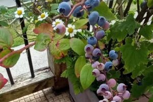 El para&iacute;so del teyedu