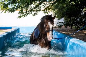 Equicare Valencia Horse Hotel