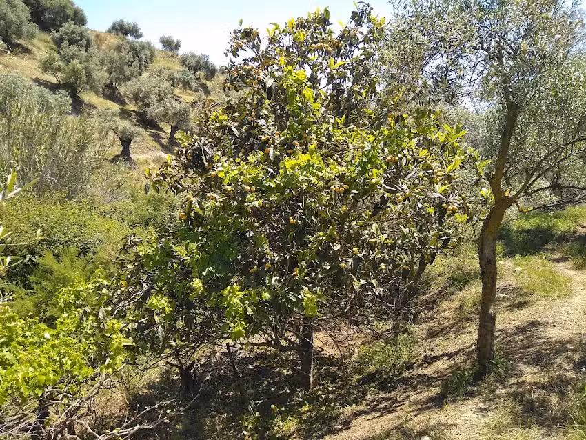 Finca ALOZAINA