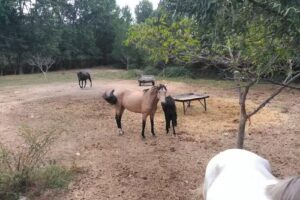 Finca El Caser&iacute;o y Casas rurales