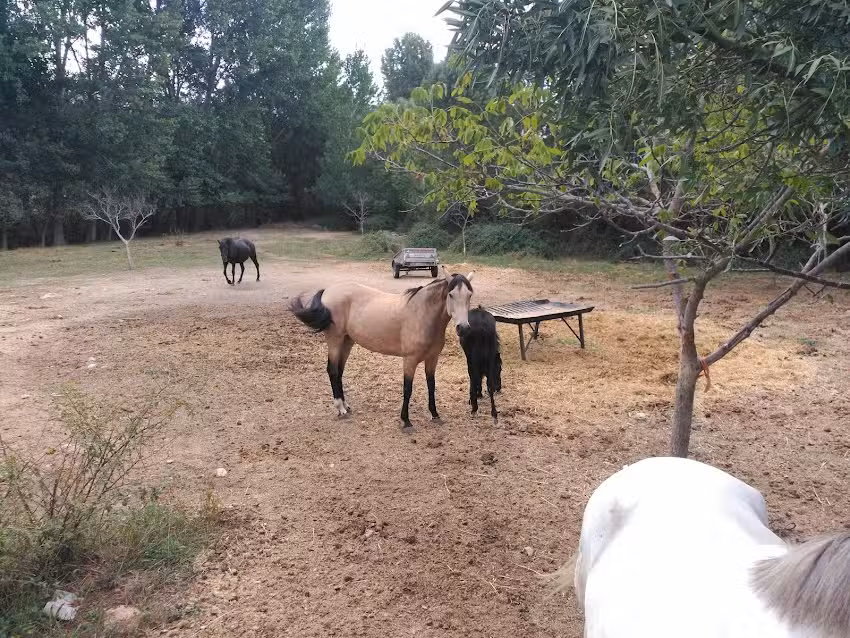 Finca El Caser&iacute;o y Casas rurales